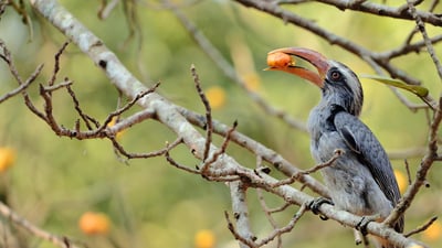Bing wallpaper October 16, 2020. Malabar grey hornbill feeding on a fig tree at Dandeli, Karnataka (© AmitRane1975/iStock/Getty Images Plus)
