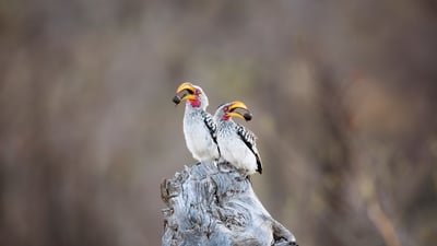 Bing wallpaper March 3, 2025. Southern yellow-billed hornbills in Kruger National Park, South Africa (© Richard Du Toit/Minden Pictures)