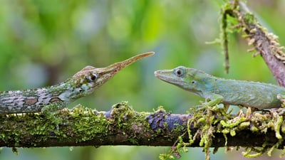 Bing wallpaper August 13, 2019. Male and female Ecuadorian horned anoles in Mindo, Ecuador, South America (© James Christensen/Minden Pictures)
