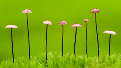 Bing wallpaper September 1, 2026. Horsehair parachute fungus, Belarus (© Máté/Nature Picture Library)