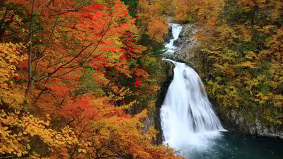 Bing wallpaper October 22, 2024. 紅葉に包まれた法体の滝, 秋田県 由利本荘市 (© nattya3714/Getty Images)
