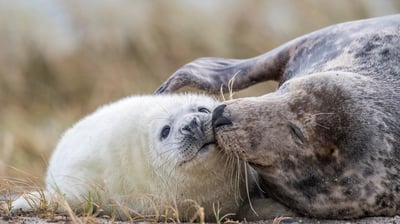 Bing wallpaper January 20, 2021. Maman phoque gris et son petit sur une plage d’Heligoland, Schleswig-Holstein, Allemagne (© imageBROKER/Alamy Stock Photo)