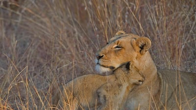 Bing wallpaper January 21, 2022. A lion cub and mother in Sabi Sabi Game Reserve, South Africa (© Andrew Coleman/Getty Images)