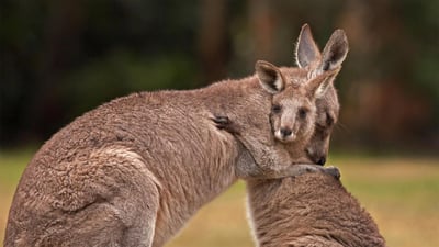 Bing wallpaper January 21, 2023. Kangaroo mother and baby (© Belle Ciezak/Shutterstock)