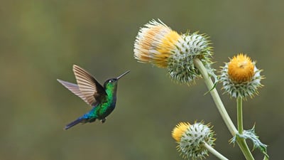 Bing wallpaper June 17, 2024. Green-crowned brilliant hummingbird with giant thistle, Cerro de la Muerte, Costa Rica (© adrian hepworth/Alamy)