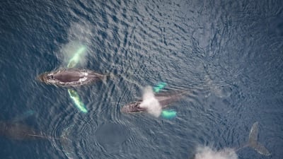 Bing wallpaper June 7, 2024. Family of humpback whales, Dutch Harbor, Alaska (© Jude Newkirk/Amazing Aerial Agency)