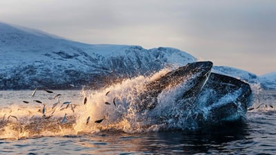 Bing wallpaper February 15, 2020. Humpback whale feeding on herring off the coast of Kvaløya, Troms, Northern Norway (© Espen Bergersen/Minden Pictures)