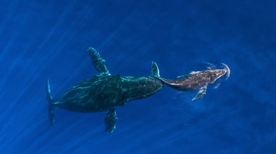 Bing wallpaper March 24, 2021. Humpback whale mother pushes her sleeping calf to the surface, Maui, Hawaii (© Ralph Pace/Minden Pictures)