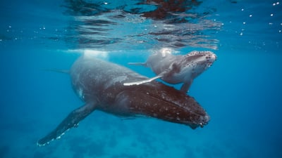 Bing wallpaper February 16, 2025. Humpback whale mother and calf, Tonga (© Chase Dekker/Minden Pictures)