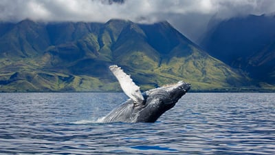 Bing wallpaper August 3, 2019. A humpback whale off the coast of Maui in Hawaii (© Design Pics/Danita Delimont)