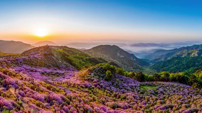 Bing wallpaper May 6, 2023. Royal azaleas in bloom on Hwangmaesan Mountain, South Korea (© Stock for you/Shutterstock)
