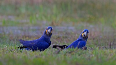 Bing wallpaper October 1, 2021. Hyacinth macaws in the Pantanal region of Brazil (© David Pattyn/Minden Pictures)