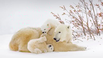 Bing wallpaper February 27, 2022. Polar bear mother with cubs in Wapusk National Park, Manitoba, Canada (© Andre Gilden/Minden Pictures)