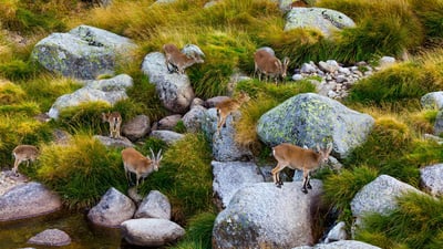 Bing wallpaper November 14, 2020. Iberian ibex herd, Sierra de Gredos, Ávila, Castile and León, Spain (© Juan Carlos Munoz/Minden Pictures)