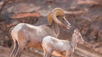 Bing wallpaper June 20, 2021. A father and a calf Ibex looking into the distance in Utah (© Erwin Sparreboom/Shutterstock)