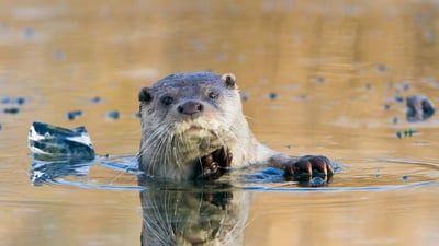 Bing wallpaper February 19, 2025. European river otter, Lelystad, Netherlands (© Ernst Dirksen/Minden Pictures)