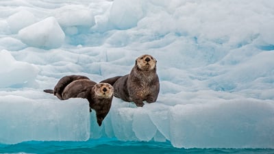 Bing wallpaper September 21, 2025. Lontras-marinhas em Prince William Sound, Alasca, EUA (© Gerald Corsi/Getty Images)