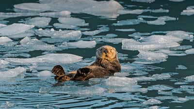 Bing wallpaper September 23, 2024. Sea otter, Prince William Sound, Alaska (© Gerald Corsi/Getty Images)