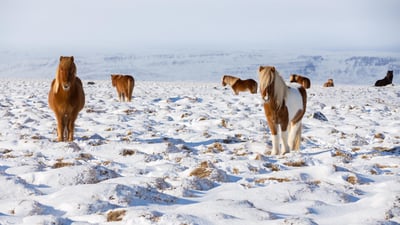 Bing wallpaper March 6, 2023. Icelandic horses standing in a field, Iceland (© Rodrigo Lourezini/Shutterstock)