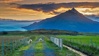 Bing wallpaper April 21, 2022. Sheep graze along a road, Iceland (© Matthew Kuhns/Tandem Stills + Motion)