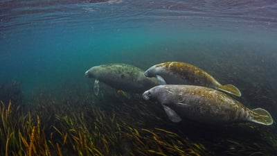 Bing wallpaper November 18, 2019. Manatees in the Ichetucknee River in Florida (© Jennifer Adler/Alamy)