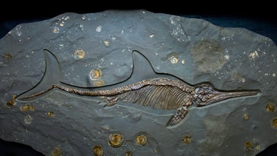 Bing wallpaper October 13, 2021. An ichthyosaur fossil of the Jurassic period, Dinosaurland Fossil Museum, Lyme Regis, Dorset, England (© Christopher Jones/Alamy)