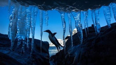 Bing wallpaper January 19, 2026. Un manchot papou, Île Petermann, Antarctique (© Paul Souders/DanitaDelimont.com/Alamy)
