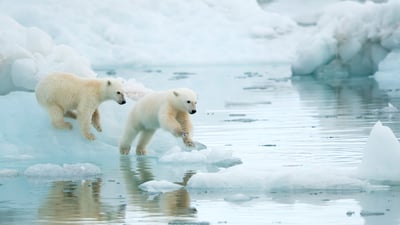 Bing wallpaper September 16, 2026. Polar bear cubs playing in Svalbard, Norway (© Danny Green/Nature Picture Library)