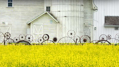 Bing wallpaper October 12, 2023. Old barn and canola field, Palouse region, Washington (© Terry Eggers/Getty Images)