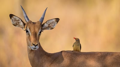 Bing wallpaper August 4, 2024. Impala and red-billed oxpecker, South Africa (© Matrishva Vyas/Getty Images)