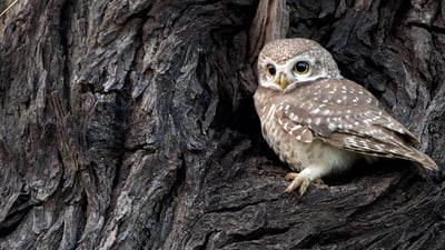 Bing wallpaper June 13, 2020. Spotted Owlet in Bharatpur, India (© Bernard Castelein/Minden Pictures)