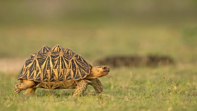 Bing wallpaper May 23, 2024. Indian star tortoise, Sri Lanka (© Robin Chittenden/Minden Pictures)