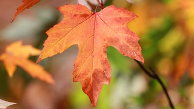 Bing wallpaper June 21, 2026. Red maple leaf, symbol of Canada (© namaki/Getty Images)