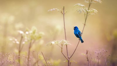 Bing wallpaper June 6, 2022. An indigo bunting at the John James Audubon Center at Mill Grove in Audubon, Pennsylvania (© Vicki Jauron/Getty Images)