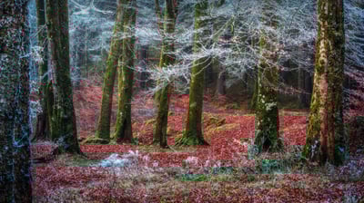 Bing wallpaper November 21, 2021. Forest near the village of Invergarry, Scotland (© Matt Anderson Photography/Getty Images)
