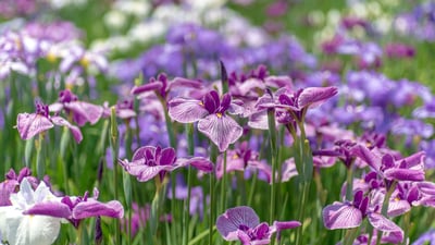 Bing wallpaper May 12, 2025. An iris garden in Tokyo, Japan (© M.Arai/Getty Images)