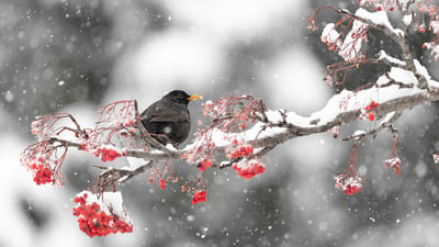 Bing wallpaper January 28, 2026. Merlo tra frutti di bosco (© Paolino Massimiliano Manuel/iStock/Getty Images)