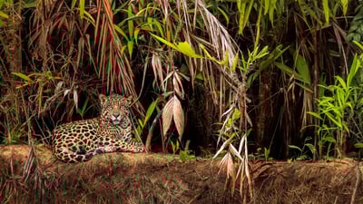 Bing wallpaper July 9, 2019. Jaguar in the Pantanal wetlands, Brazil (© Andy Rouse/Minden Pictures)