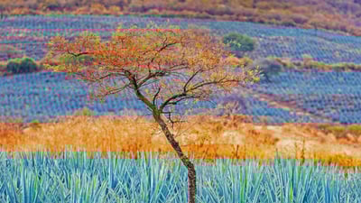 Bing wallpaper May 5, 2022. Tree in blue agave field in the tequila-producing region near Atotonilco el Alto, Jalisco, Mexico (© Brian Overcast/Alamy)