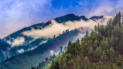 Bing wallpaper February 29, 2020. Scenic deep tropical forest of Janjehli, Himalayas (© KS-Art/iStock/Getty Images Plus)