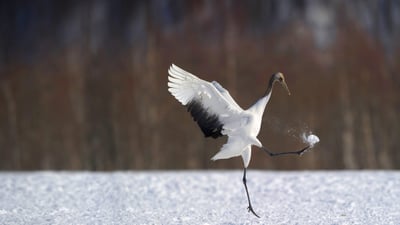 Bing wallpaper January 3, 2020. ｢タンチョウ｣北海道 (© Regis Cavignaux/Getty Images)