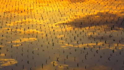Bing wallpaper April 19, 2023. 南三ツ谷町の水田, 滋賀県彦根市 (© imagewerks/Getty Images)