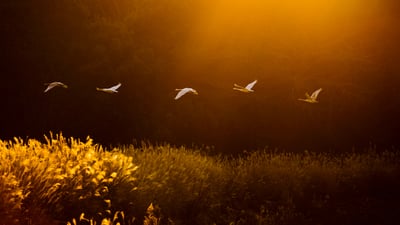Bing wallpaper December 29, 2025. Cygnes chanteurs, Kotoku, Japon (© Martin Bailey/Shutterstock)
