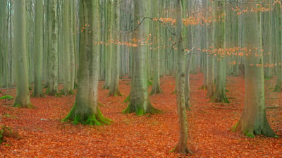 Bing wallpaper November 9, 2021. Rotbuchenwald im Nationalpark Jasmund, Rügen, Mecklenburg-Vorpommern (© Sandra Bartocha/NPL/Minden Pictures)
