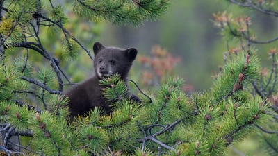 Bing wallpaper May 15, 2019. Black bear cub in a pine tree, Jasper National Park, Alberta, Canada (© Donald M. Jones/Minden Pictures)