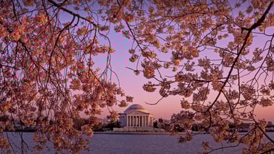 Bing wallpaper March 28, 2021. The Jefferson Memorial during the National Cherry Blossom Festival in Washington, DC (© Rae Gabrielle/Alamy)