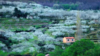 Bing wallpaper March 13, 2020. Blooming cherry trees in Jerte Valley, Cáceres, Spain (© Westend61/Getty Images)