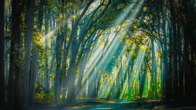 Bing wallpaper May 8, 2023. Backlight sunrays at Jim Corbett National Park (© Swapan Banik/Alamy Stock Photo)