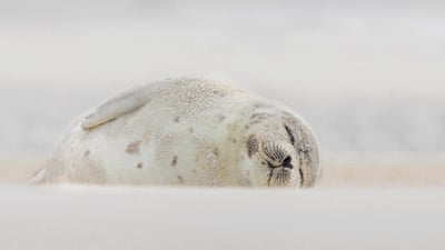 Bing wallpaper December 31, 2021. Harp seal sleeping at Jones Beach, Long Island, New York (© Vicki Jauron, Babylon and Beyond Photography/Getty Images)