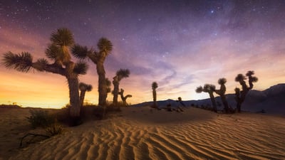Bing wallpaper August 10, 2024. Joshua Tree National Park, California (© Chris Moore - Exploring Light Photography/Tandem Stills + Motion)